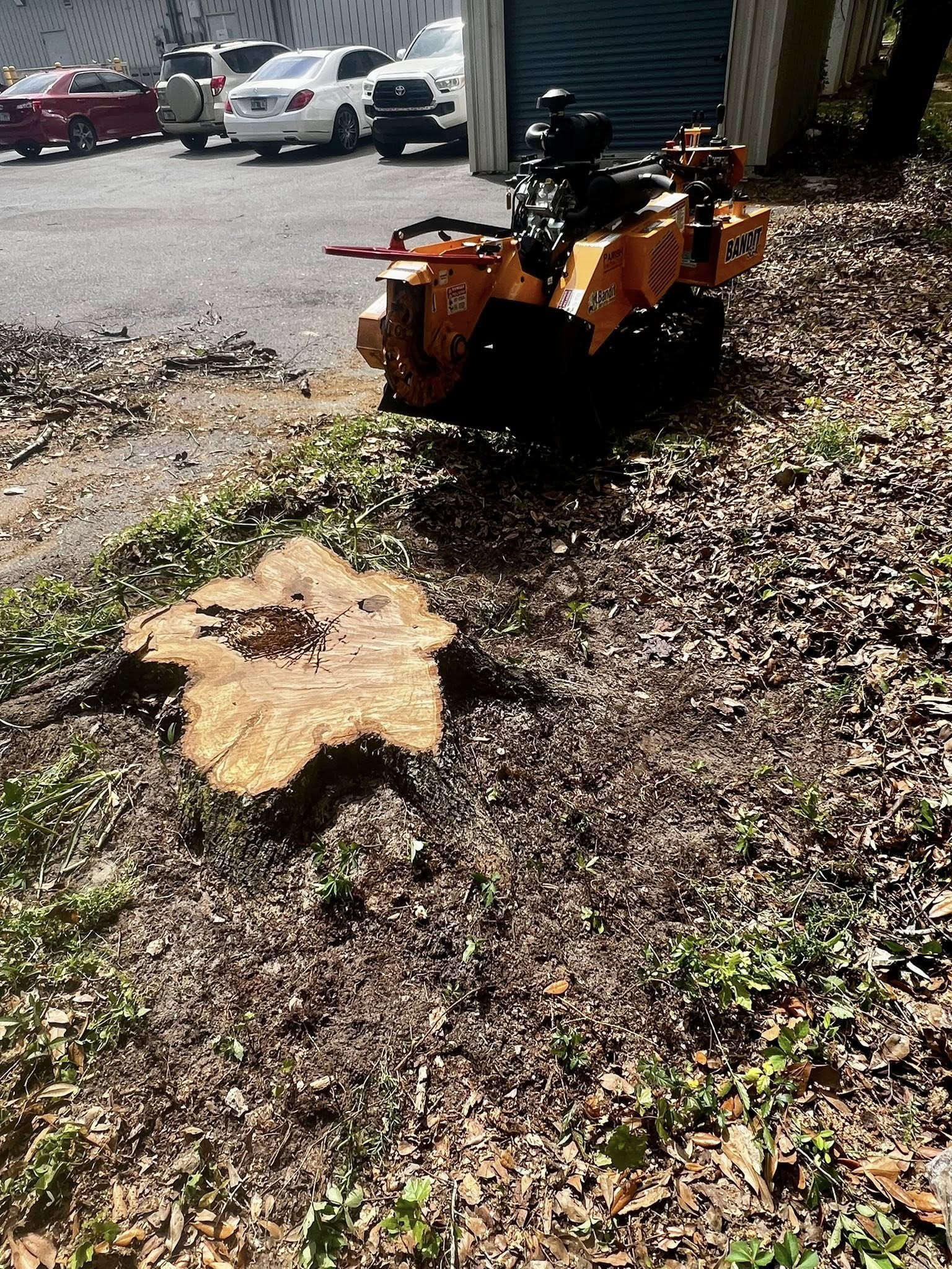 A yellow stump grinder sits on a grassy, leaf-covered lawn next to a tree stump, with parked cars visible in the background.