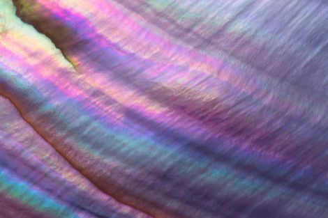 Iridescent pink, purple, and blue shell-like texture with soft diagonal bands