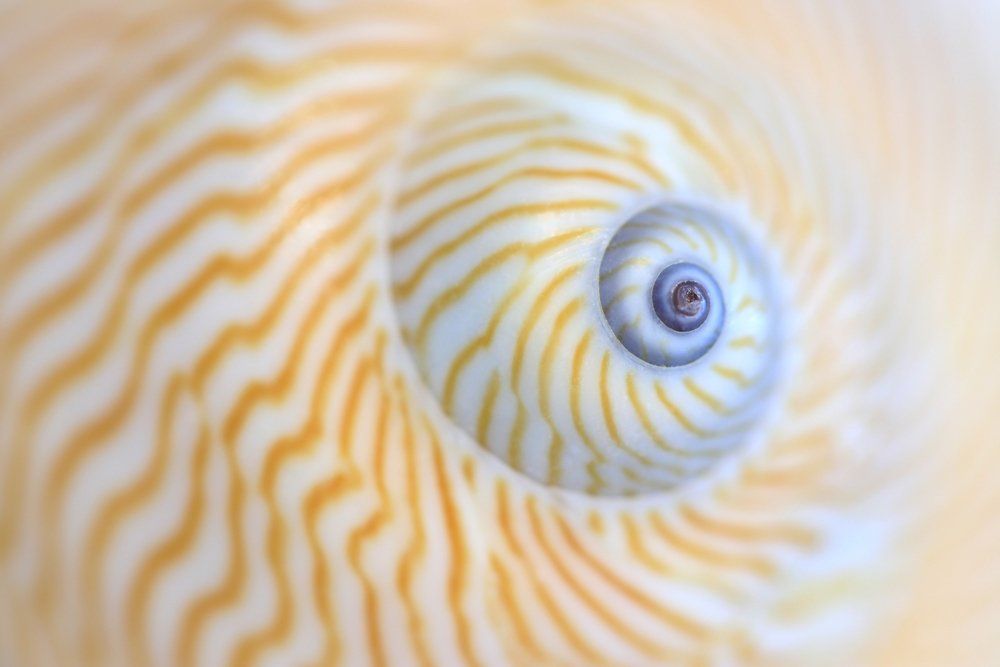 Close-up of a spiral seashell with cream and orange stripes on a pale background
