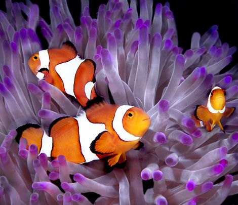 Three orange clownfish among purple sea anemone tentacles