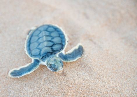 Blue sea turtle hatchling crawling on sandy beach