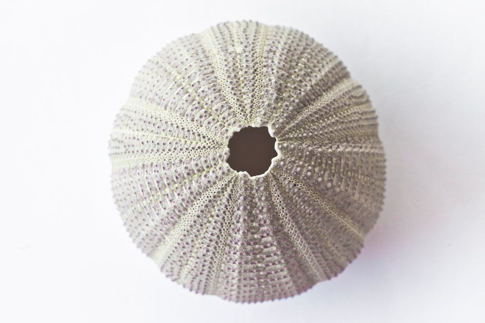White pleated circular paper fan with a center hole on a light background