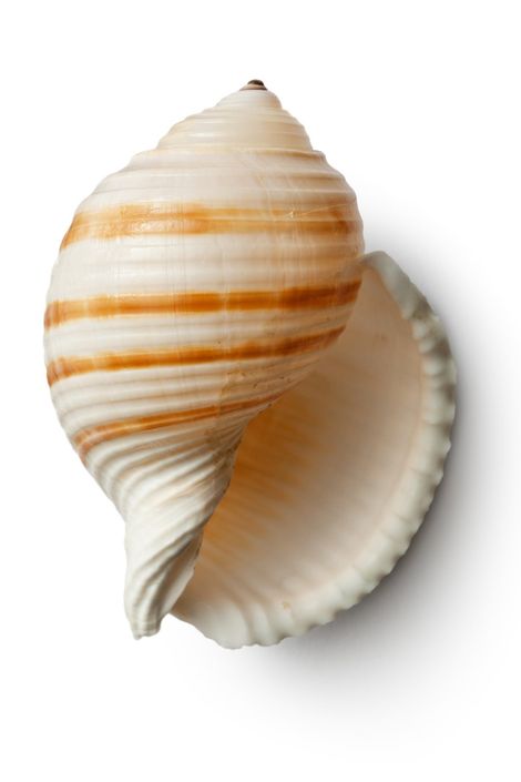 White and orange striped seashell with a spiral shell opening