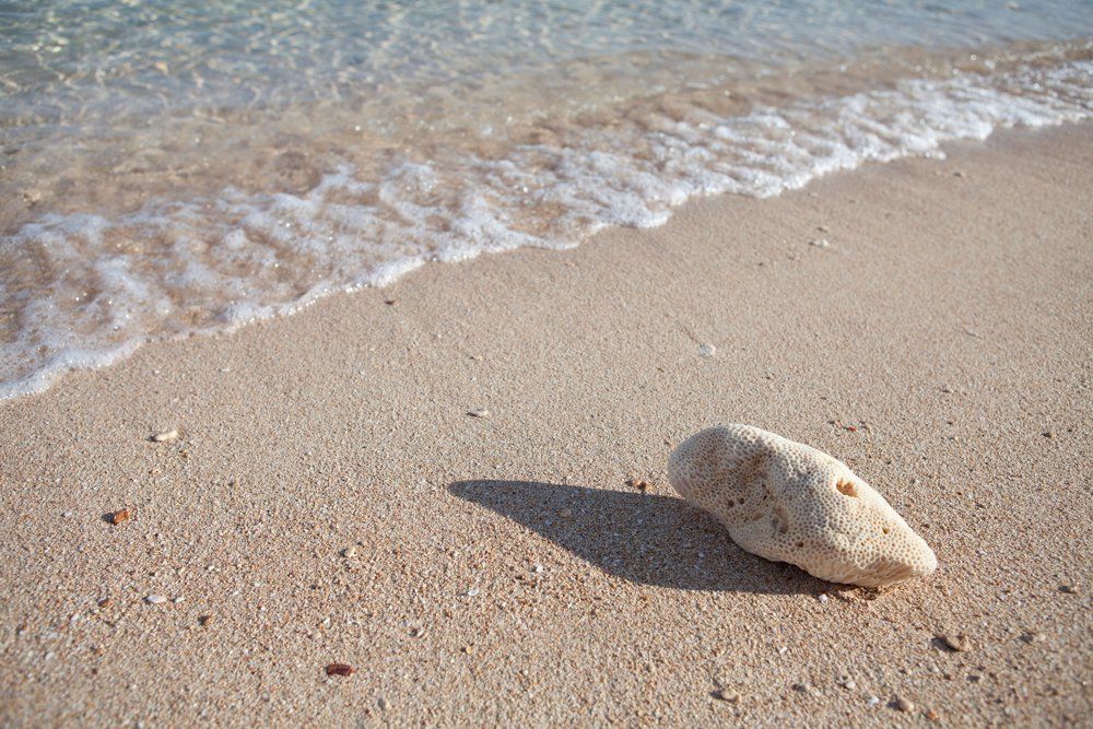 Seashell on sandy beach with gentle waves in the background