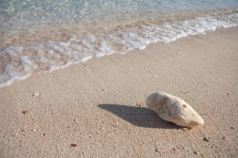 A seashell on sandy beach near gentle waves, casting a small shadow