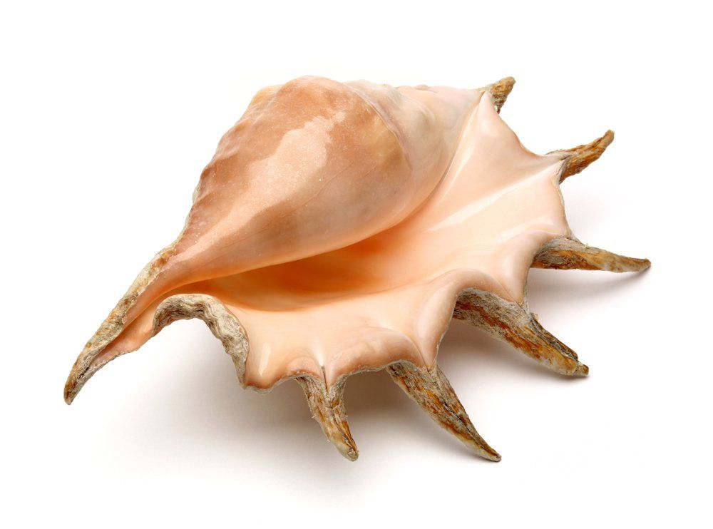 Conch shell with pale peach interior and spiky brown exterior on a white background
