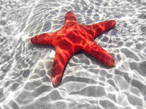 Red starfish on rippled white sand in shallow clear water
