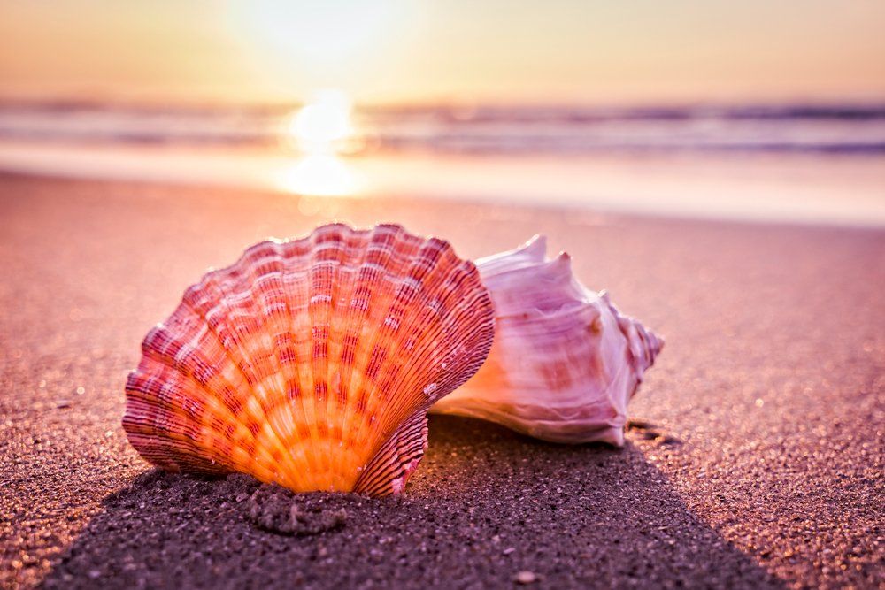 Shells — Menai, NSW — Top Care Dental