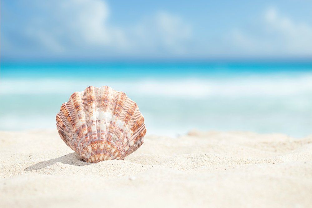 Shells — Menai, NSW — Top Care Dental