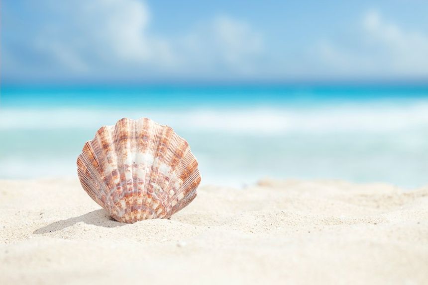 Shells — Menai, NSW — Top Care Dental