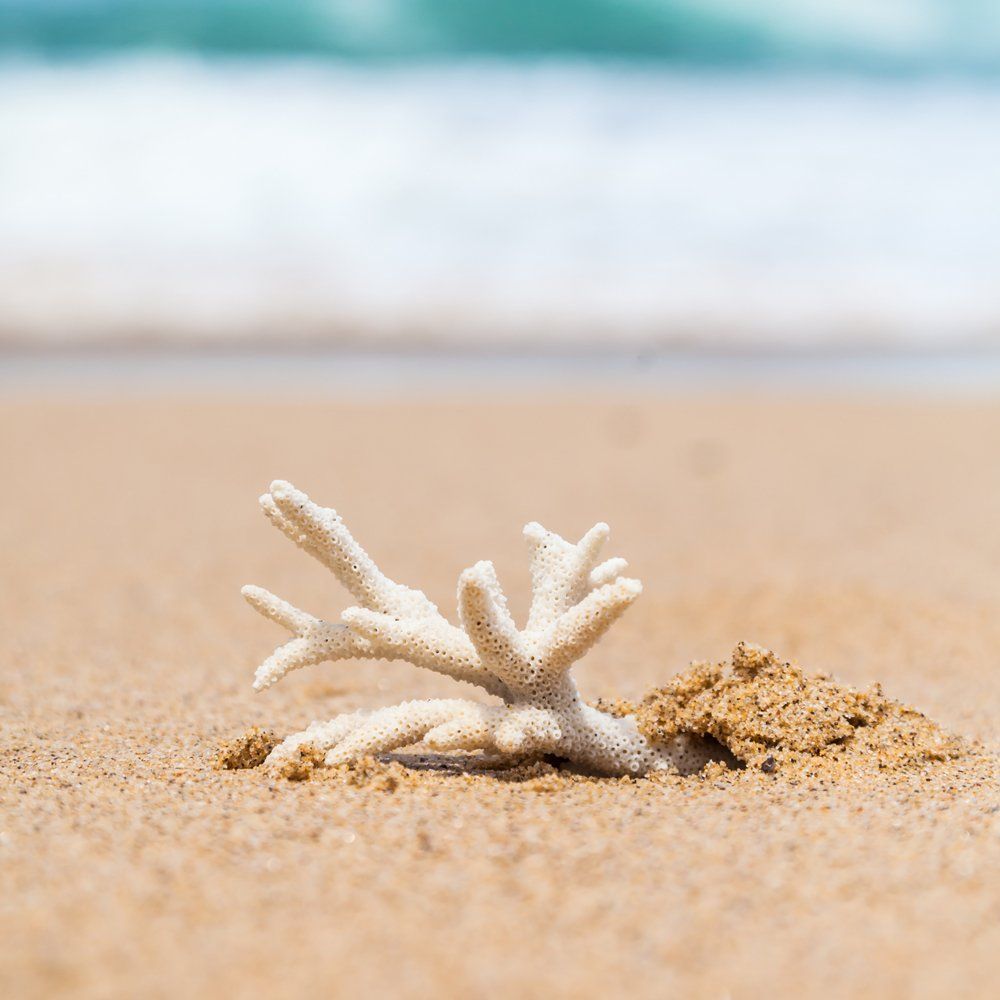 White coral fragment on sandy beach with blurred ocean waves in the background