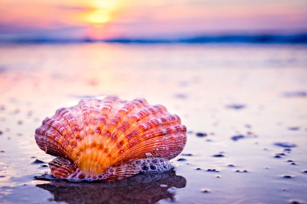 Seashell on the Beach — Menai, NSW — Top Care Dental