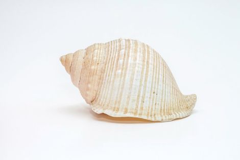 White seashell with ribbed ridges on a plain light background