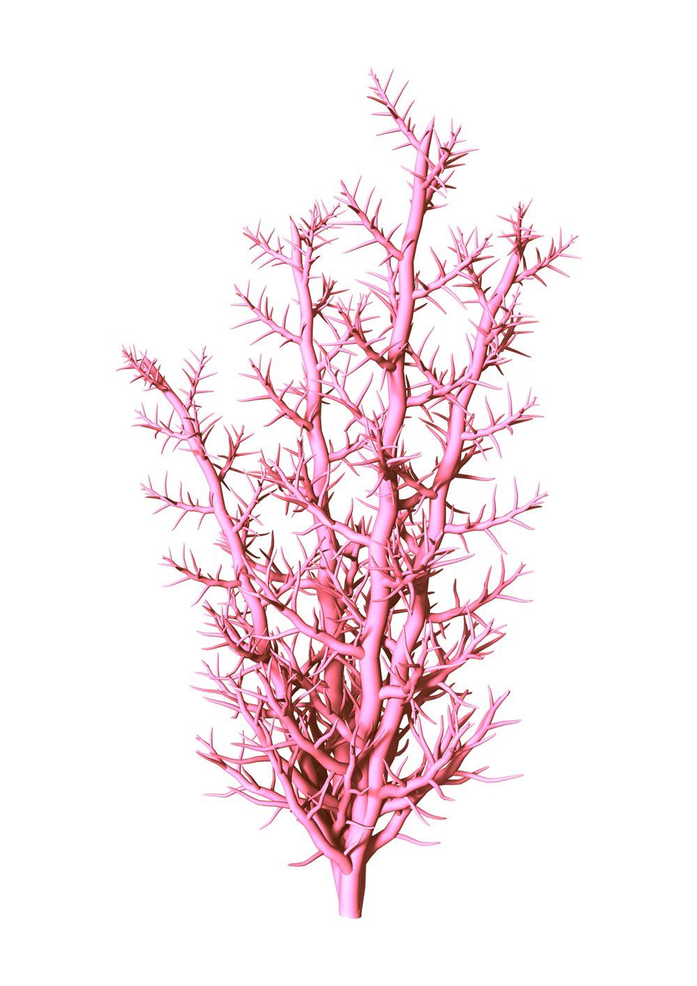 Pink branching coral on a white background