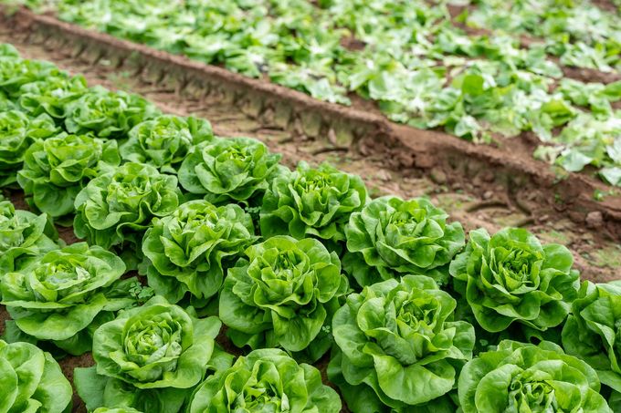 File di lattuga verde che crescono in un campo agricolo