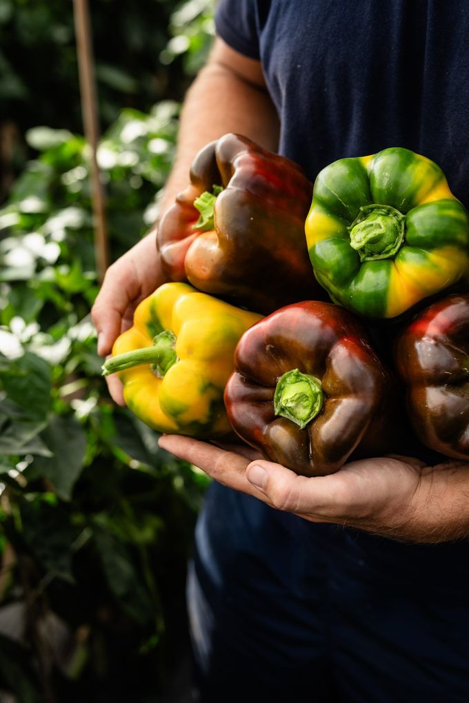 Mani che reggono un mazzo di peperoni colorati all'aperto