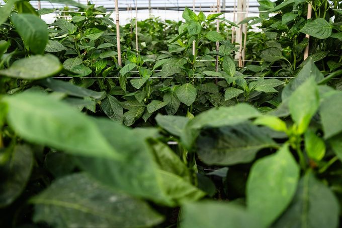 Piante verdi che crescono in una serra con file di foglie