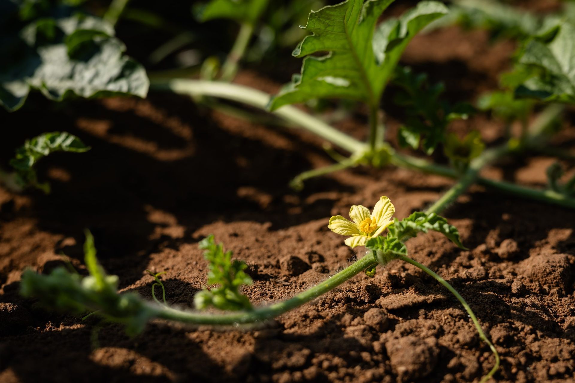 Giovane pianta verde con fiori gialli che cresce in un terreno marrone sotto la luce del sole