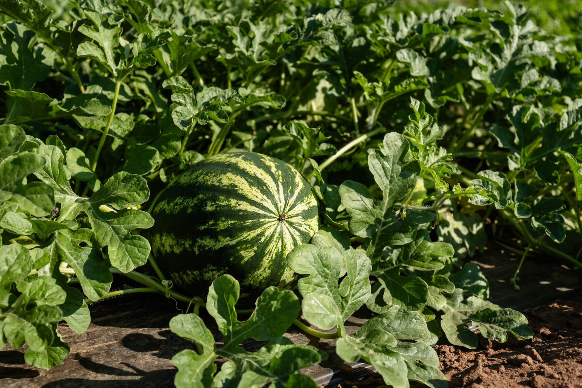 Anguria che cresce tra viti verdi in un campo soleggiato