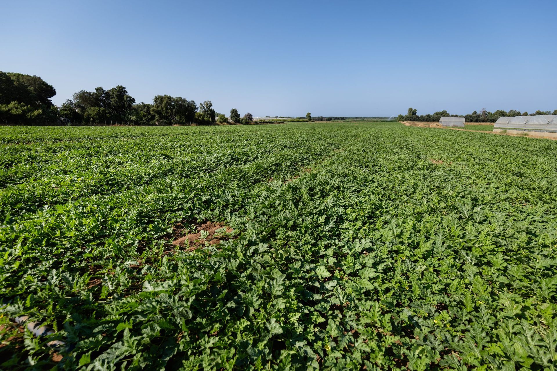 Vasto campo coltivato verde sotto un cielo azzurro limpido, con alberi all'orizzonte.