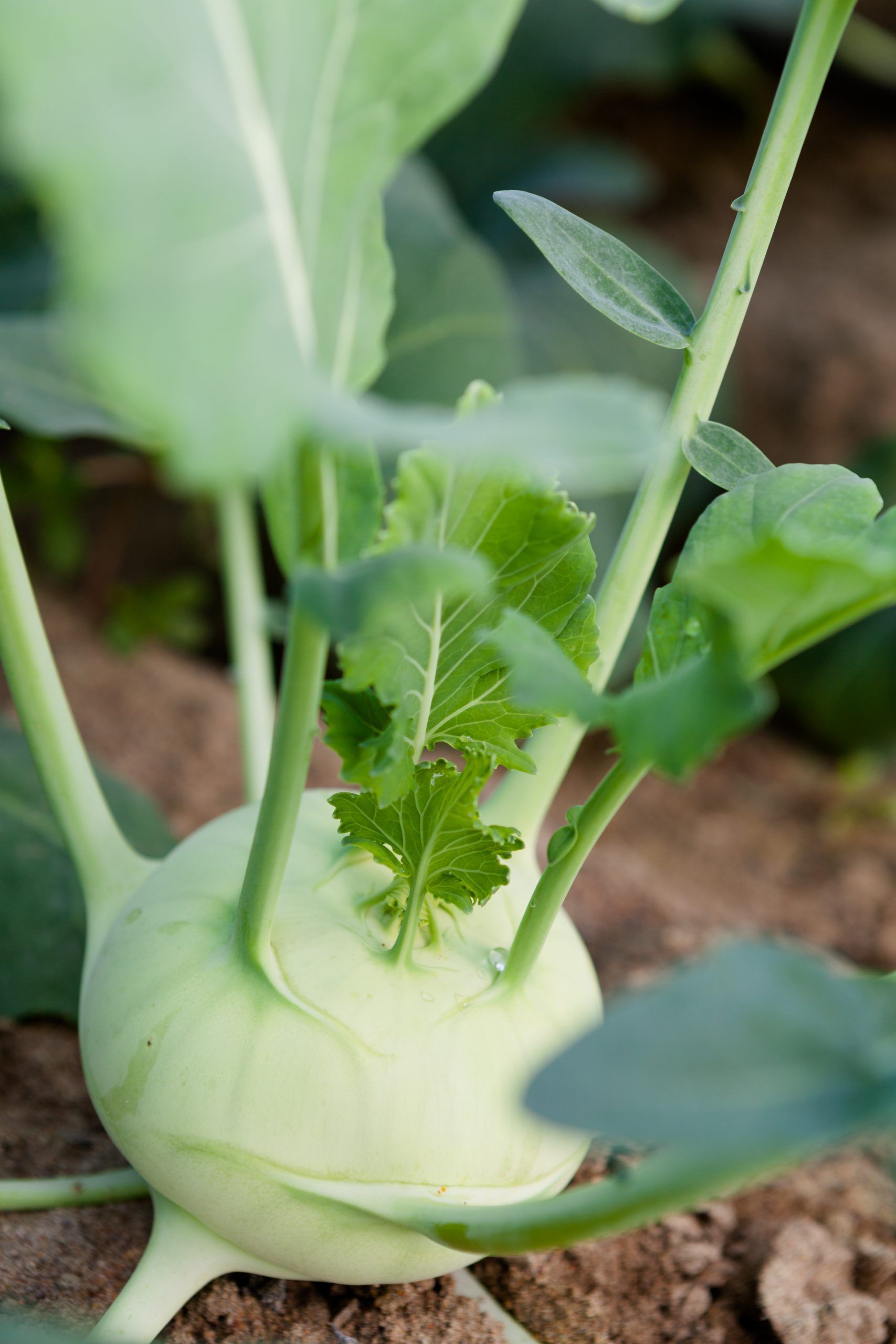 Cavolo rapa verde che cresce in un'aiuola, con foglie e steli visibili sopra il bulbo