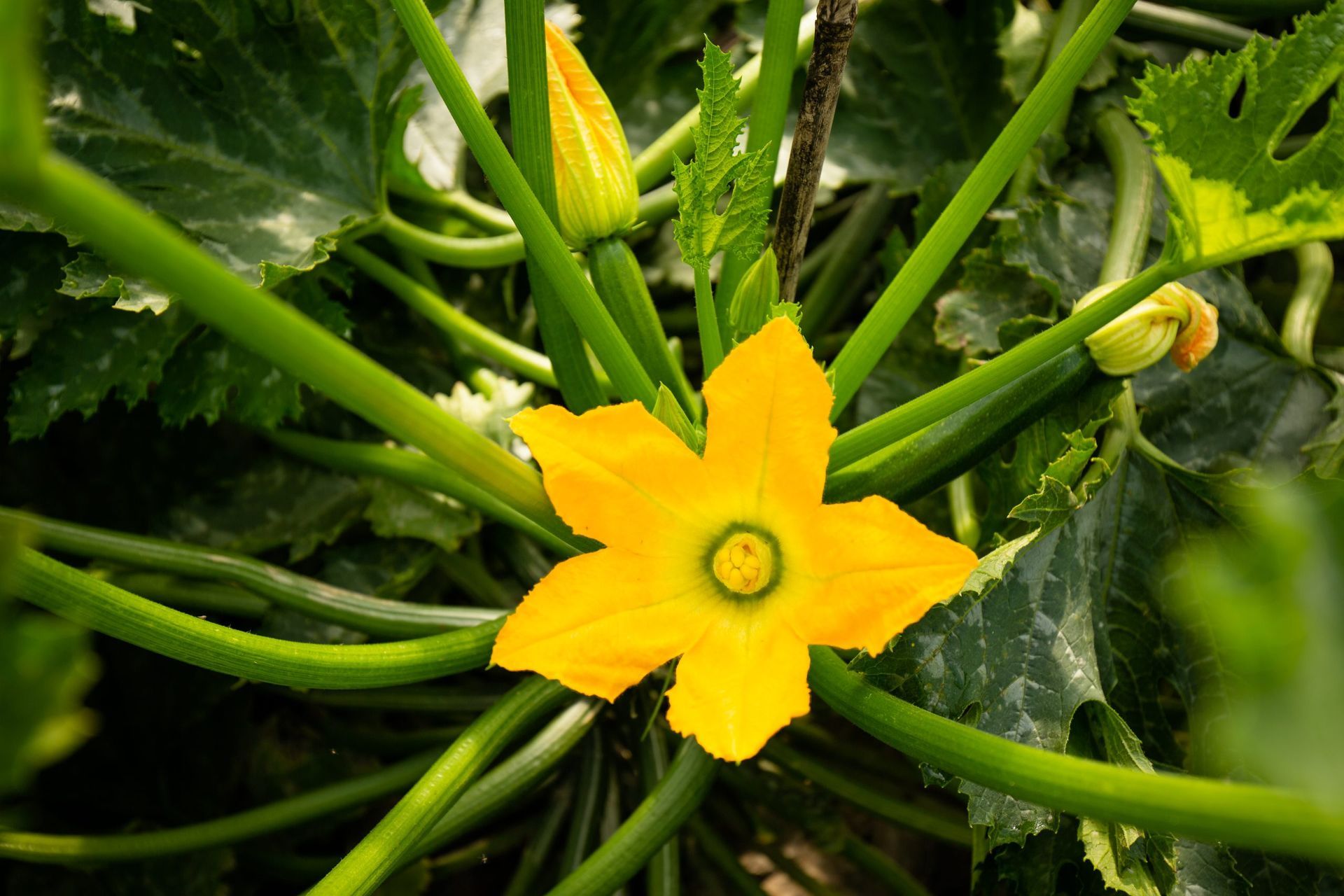 Fiori di zucca gialli tra foglie e steli verdi in un giardino