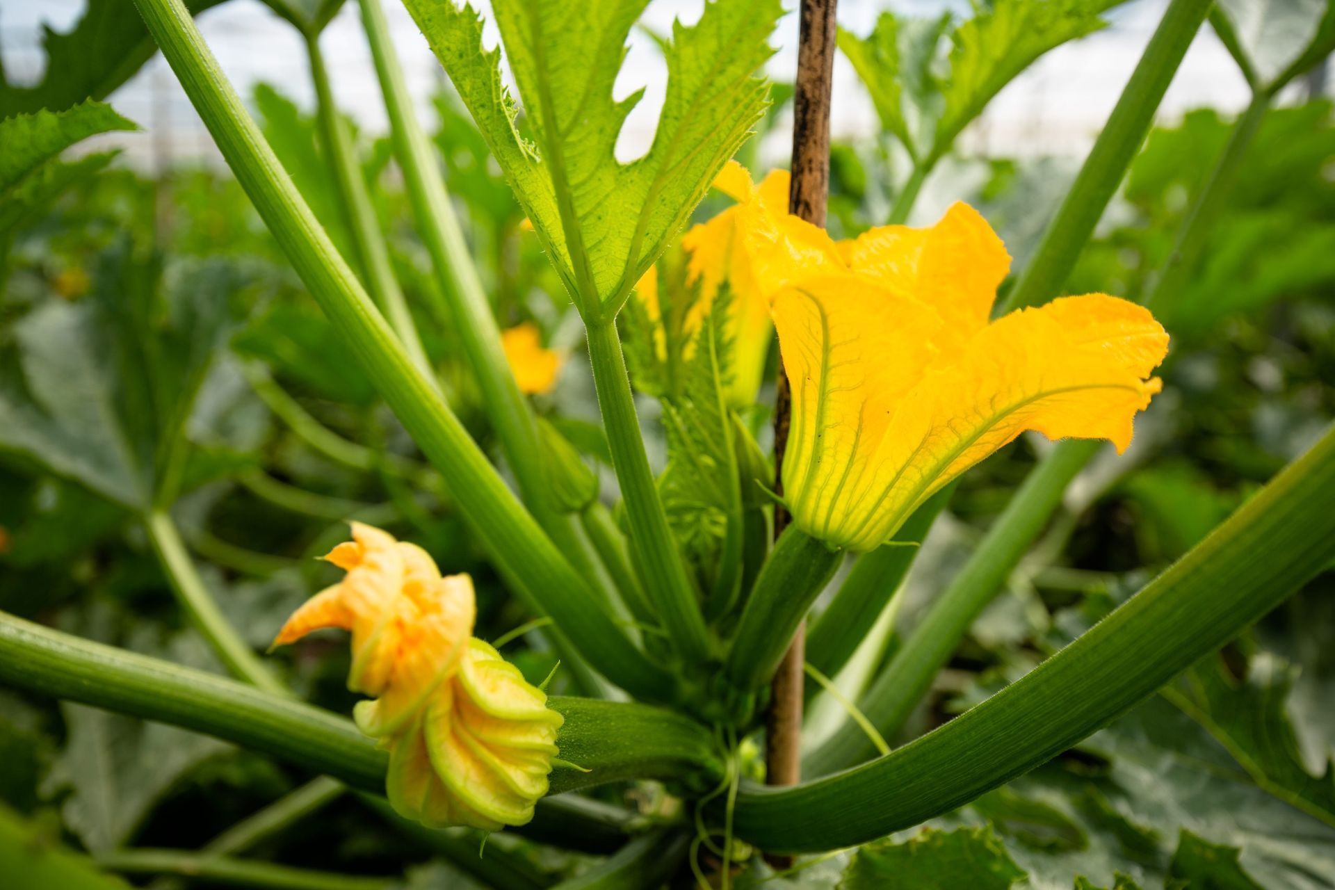 Primo piano di fiori gialli e steli verdi di zucca in un'aiuola.
