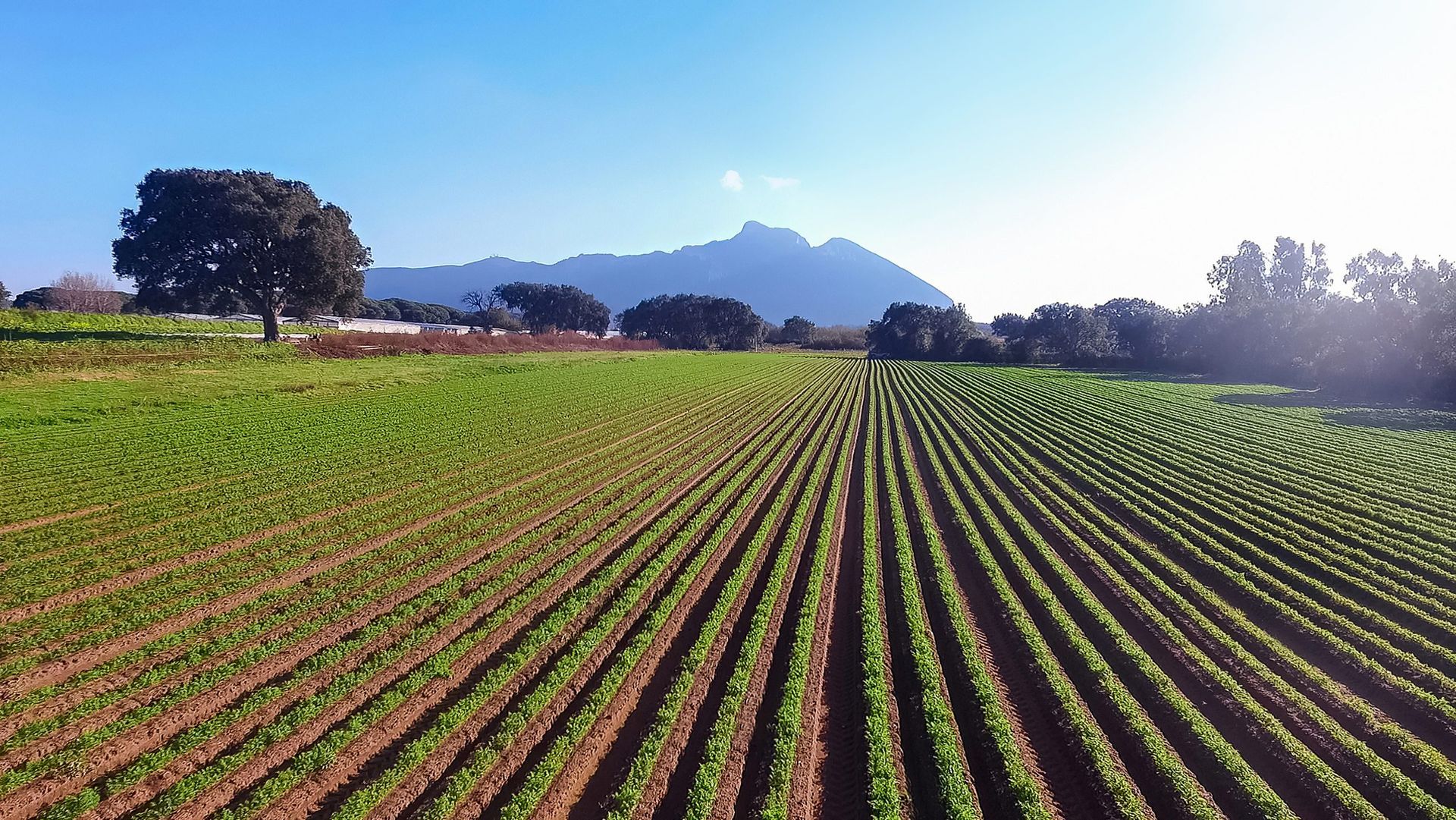 File di colture verdi in un campo soleggiato con montagne e alberi sullo sfondo.