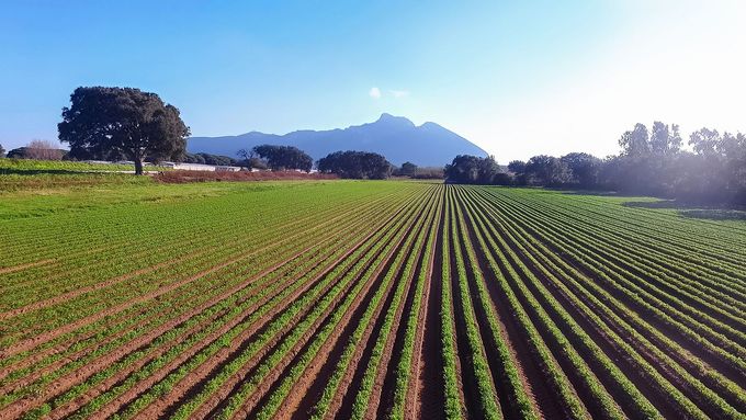 File di colture verdi in un campo soleggiato con montagne e alberi sullo sfondo.