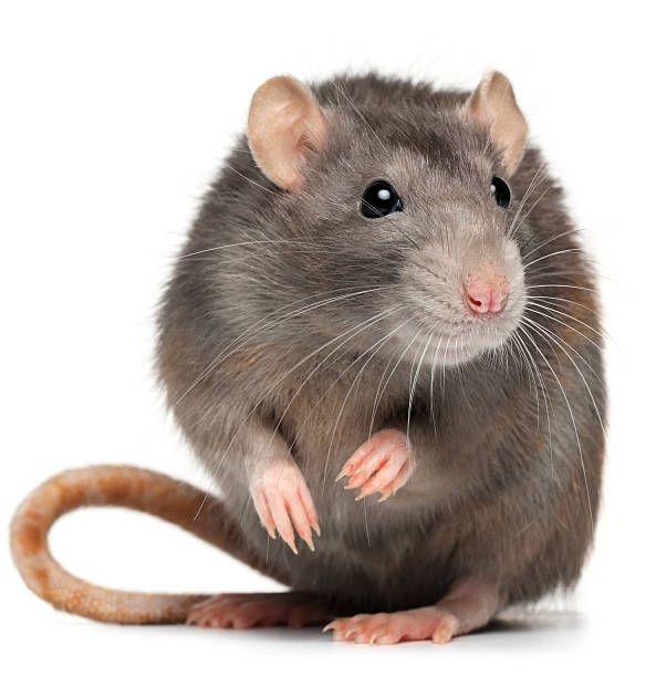 A rat is sitting on its hind legs and looking at the camera.