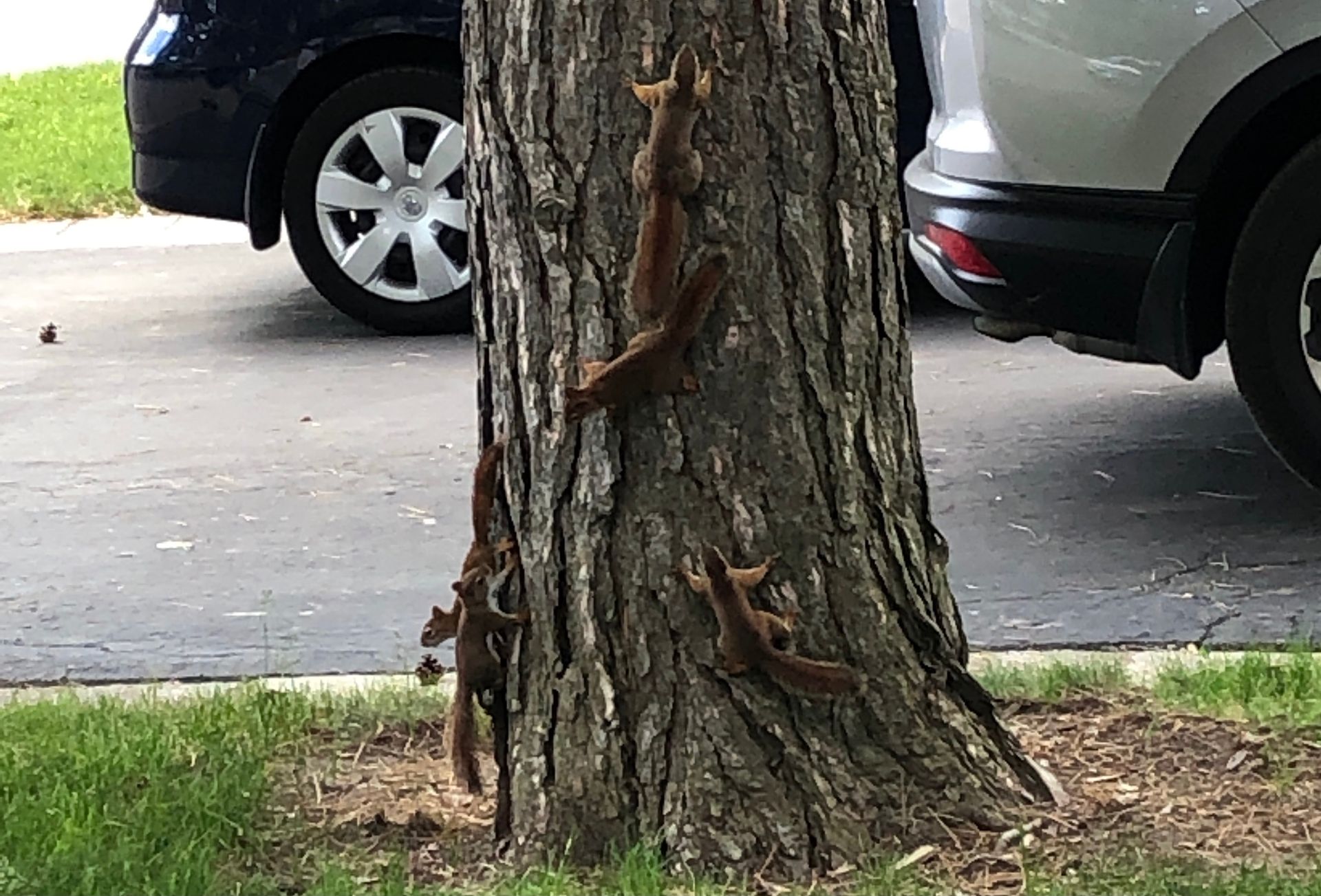 A group of squirrels are standing on a tree trunk.