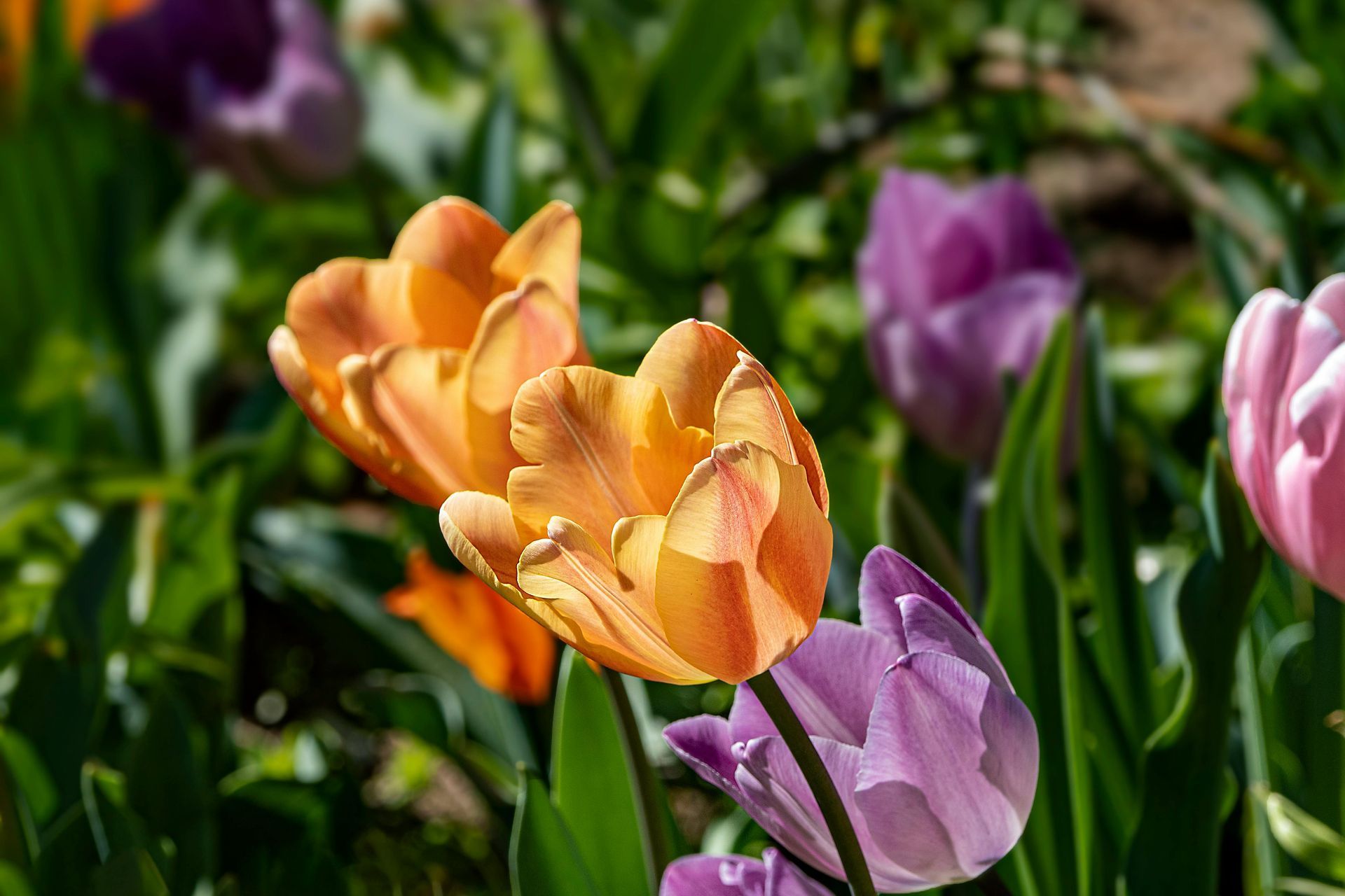 Eine Nahaufnahme einer violetten und orangefarbenen Tulpe in einem Garten.