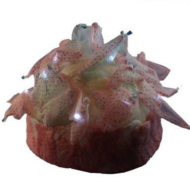 A close up of a cupcake with a white background