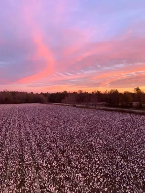 Cotton field under a vibrant pink and orange sunset sky.