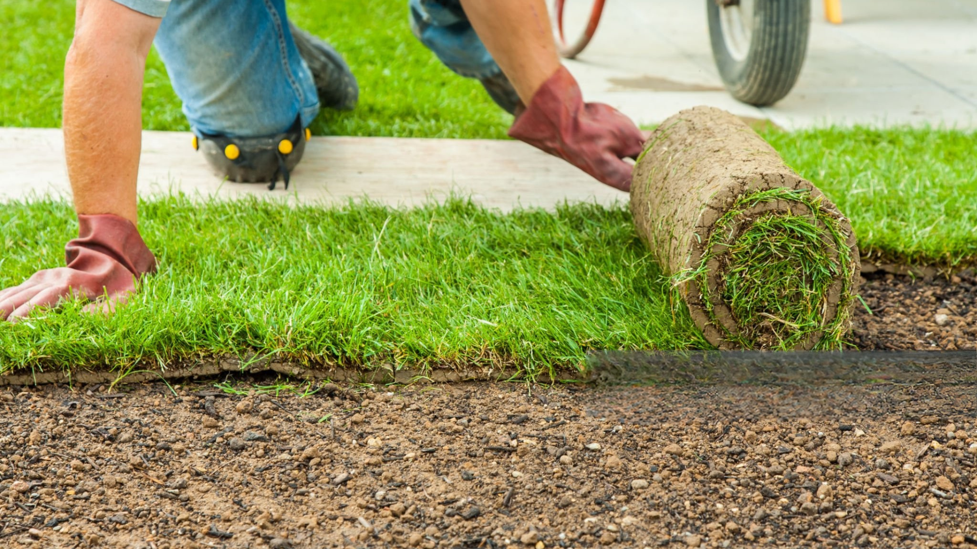 Person rolls out a section of sod onto prepared soil near a sidewalk; wearing gloves.