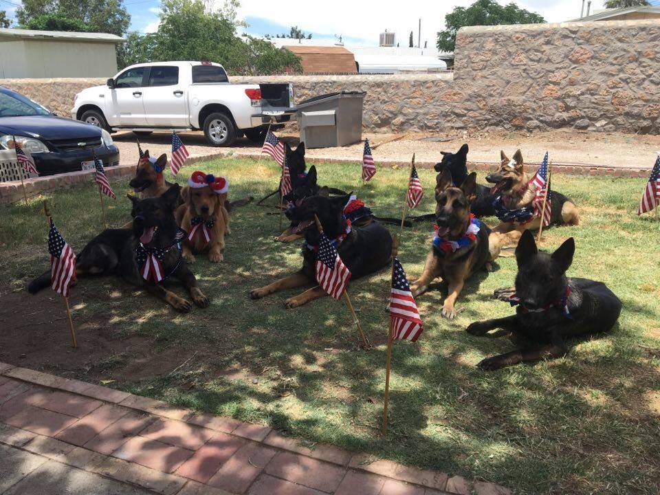 German Shepherds, decorated with flags, relaxing on grass near a white truck and building in daylight.