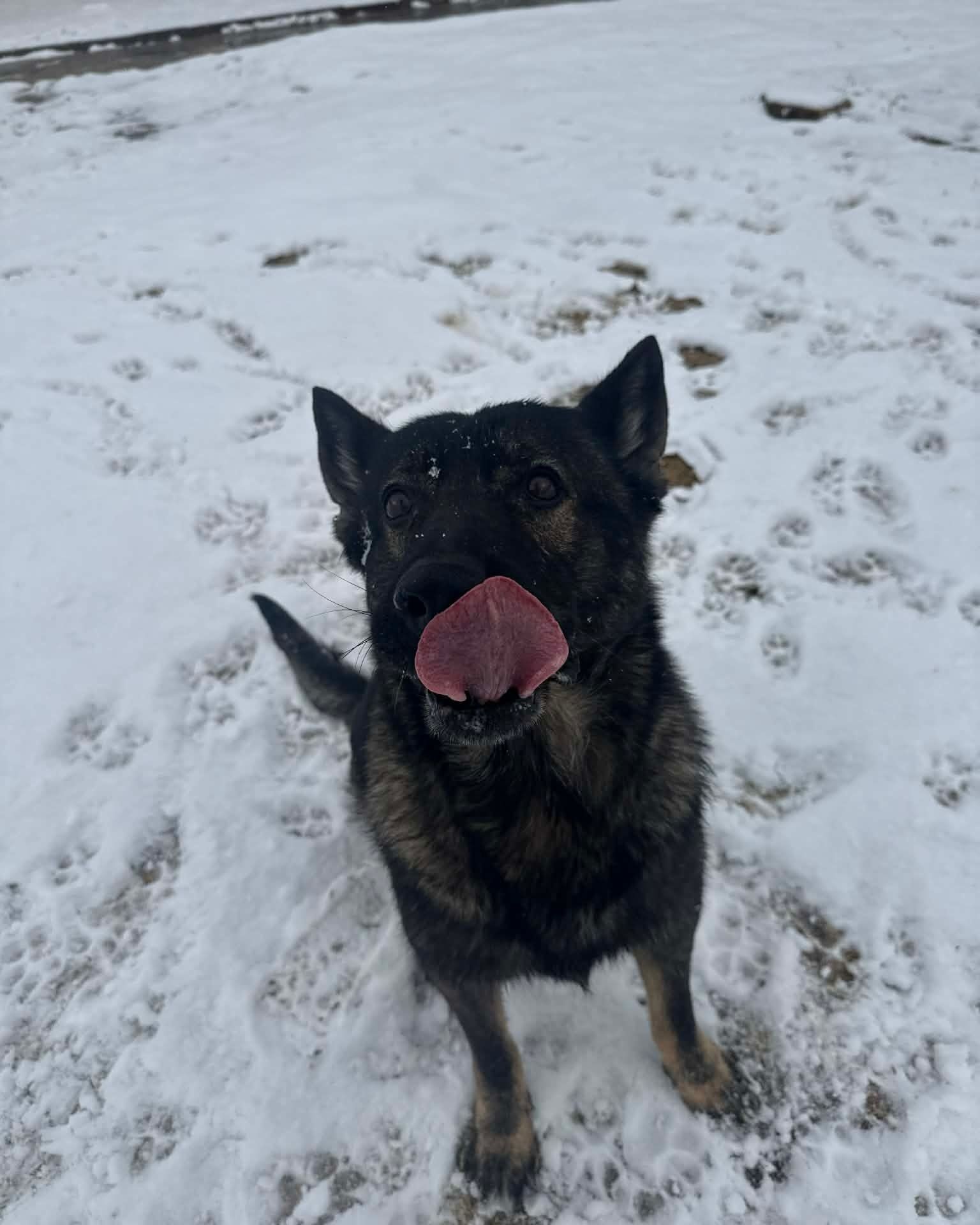 Black dog with tongue out standing in snow, looking at the camera.