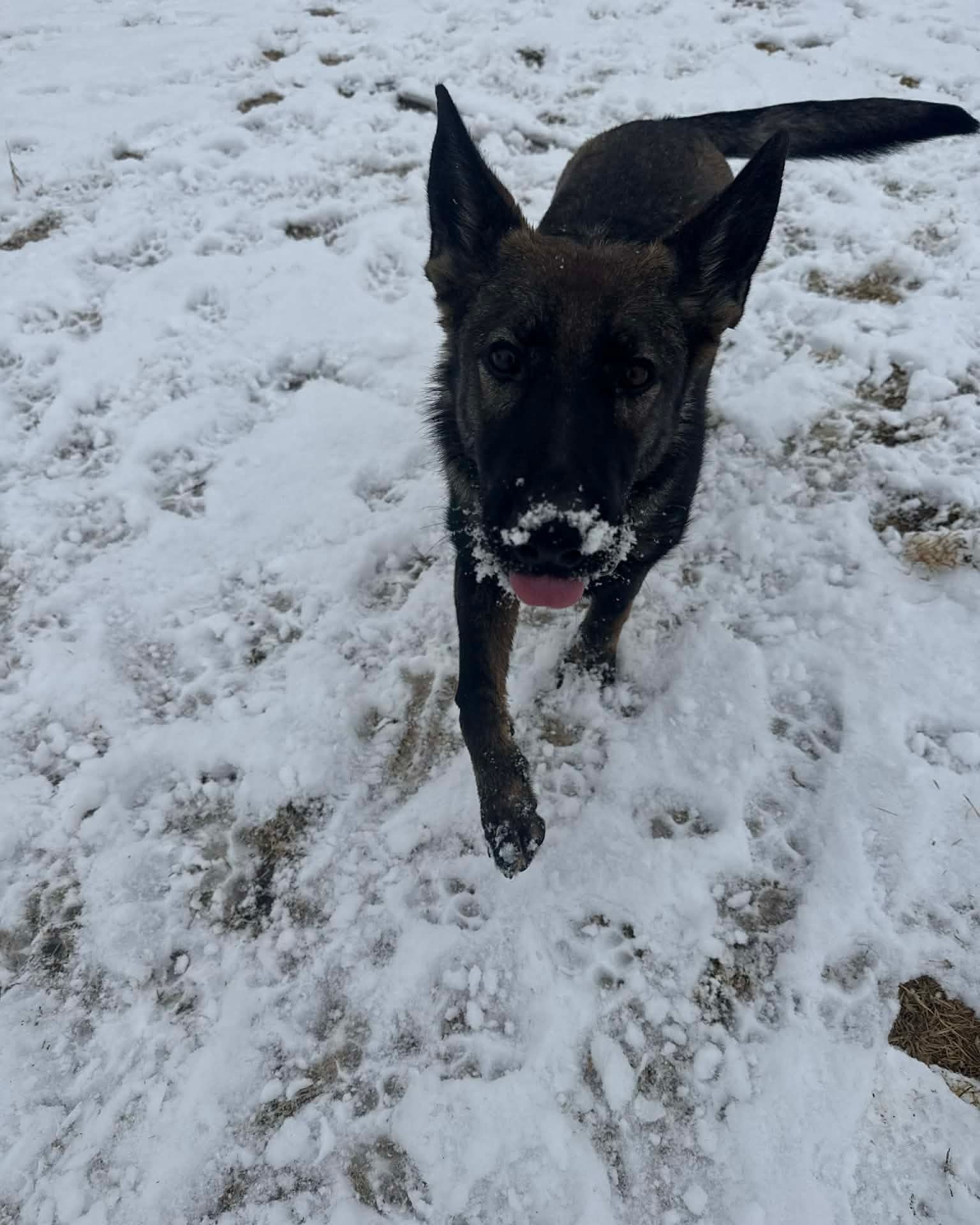 Black dog with snow on its muzzle standing on a snowy path with ears up