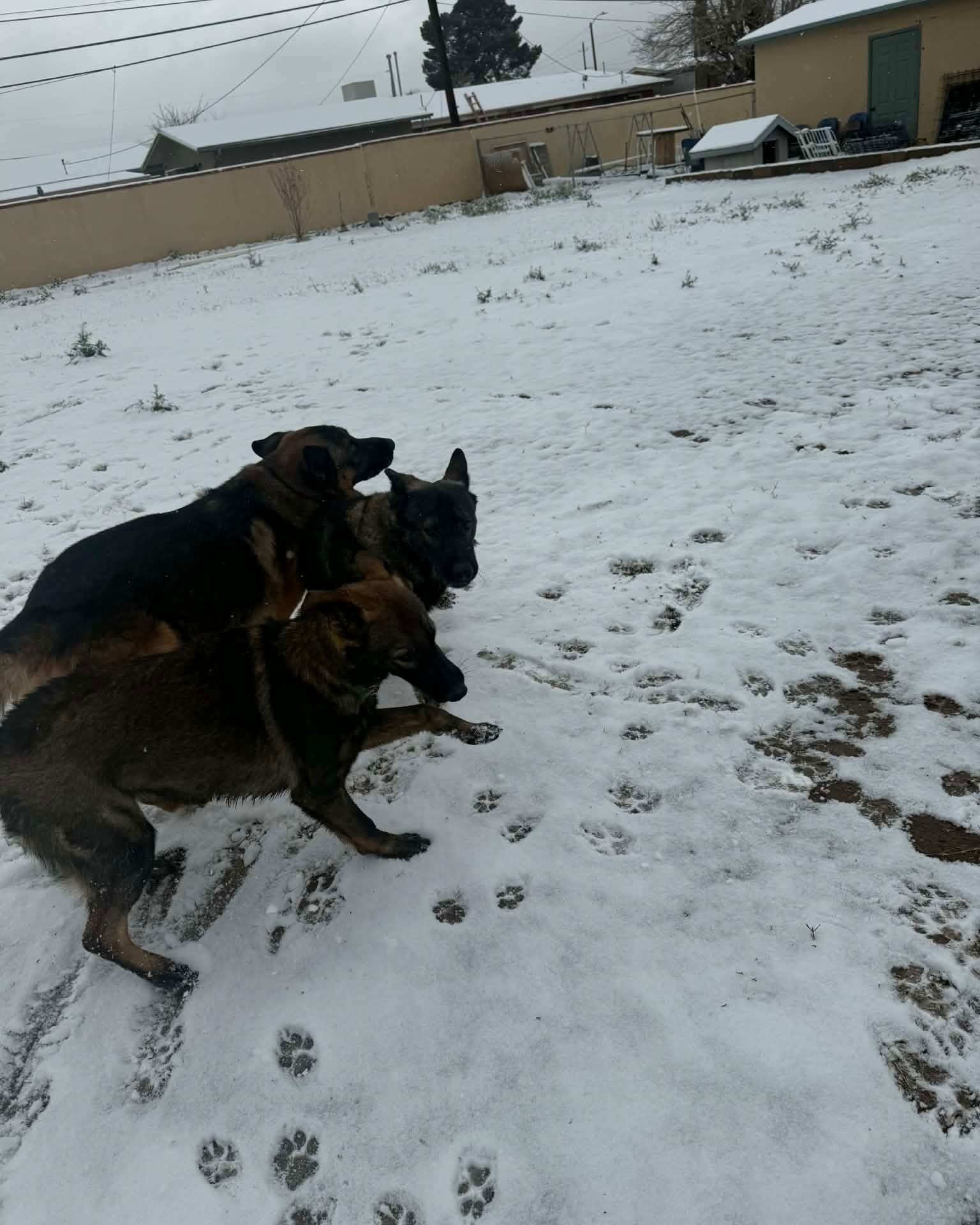 Two dogs playing in a snowy backyard with paw prints and a house in the background
