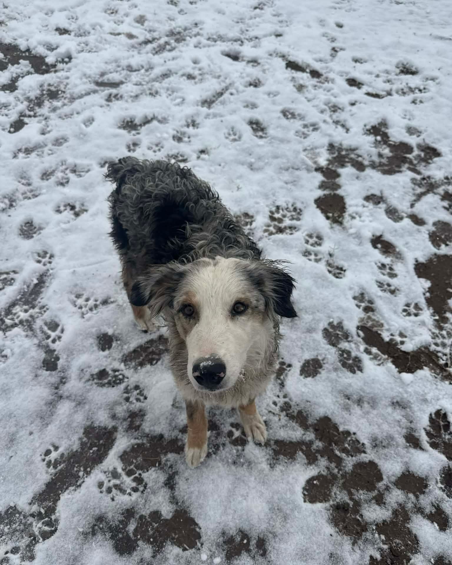 Black-and-white dog standing in snowy ground, looking up at the camera.