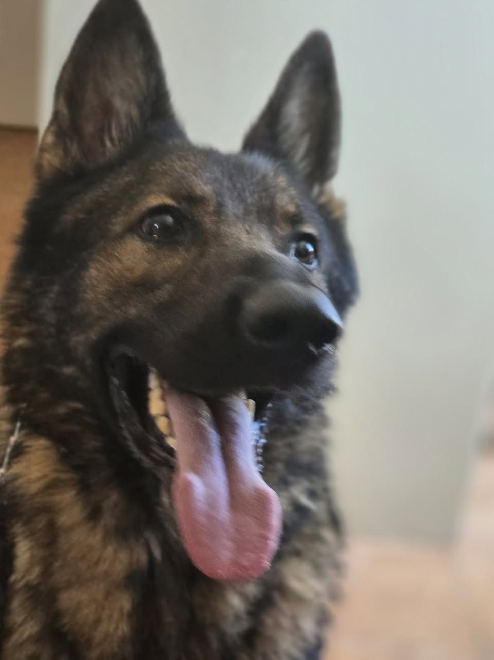 German shepherd with mouth open and tongue out, looking alert indoors