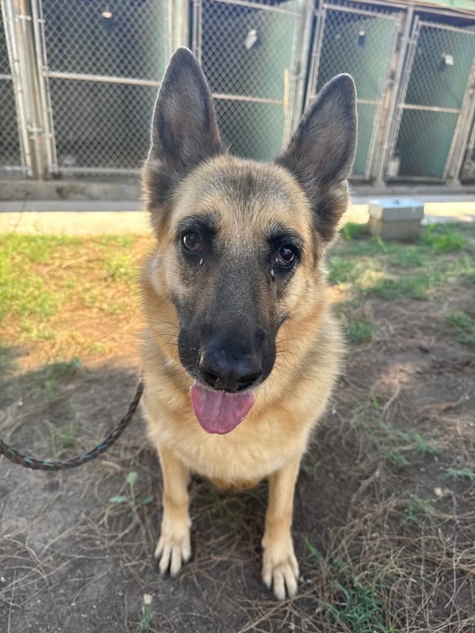 German shepherd sitting outdoors, facing camera with tongue out and ears up.