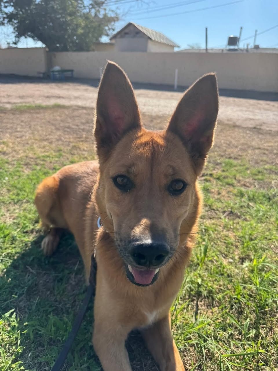 Tan dog with upright ears sitting on grass outdoors, looking at the camera.