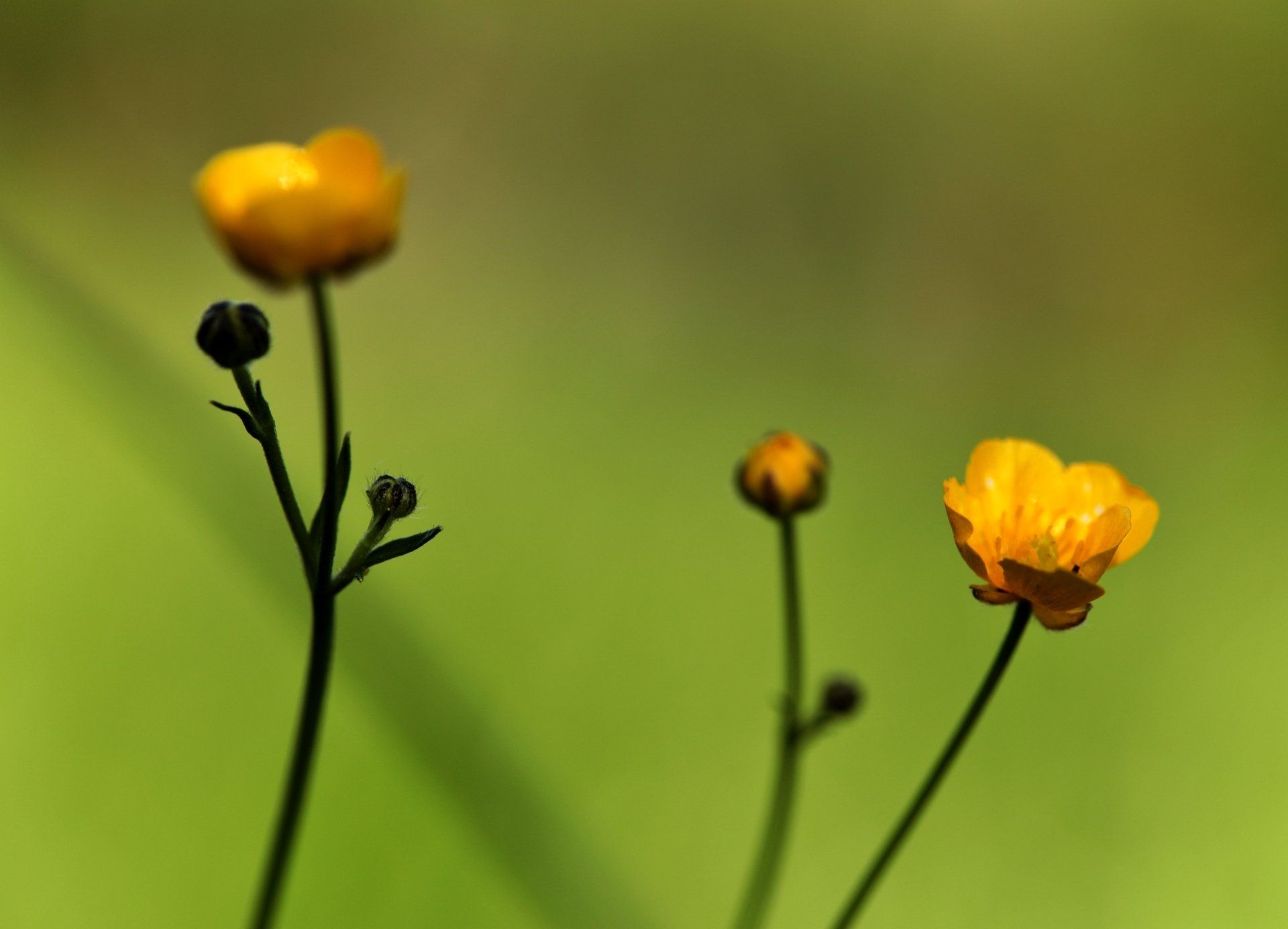 Eine Nahaufnahme einer gelben Blume mit grünem Hintergrund