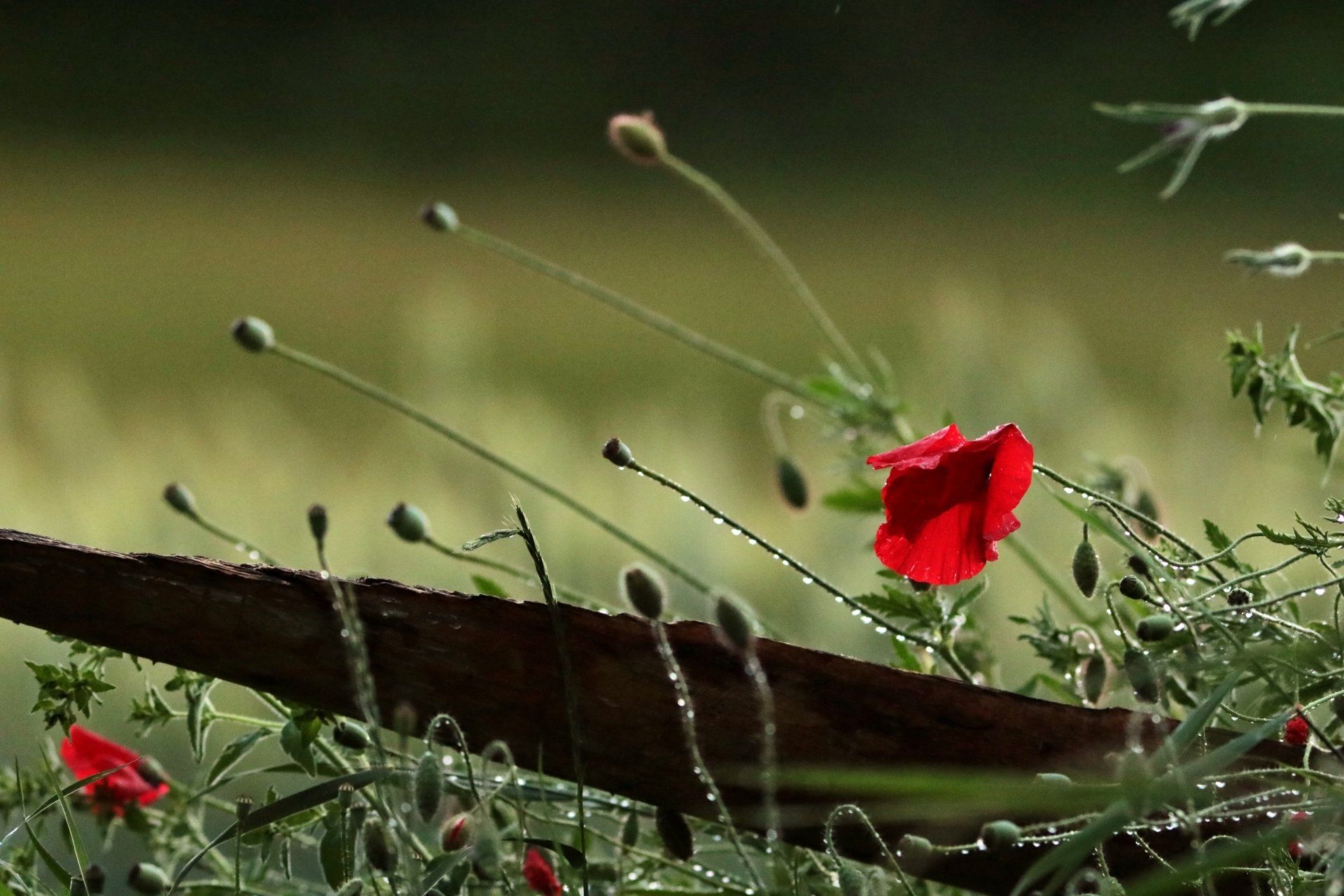 Eine rote Blume steht mitten auf einem Feld