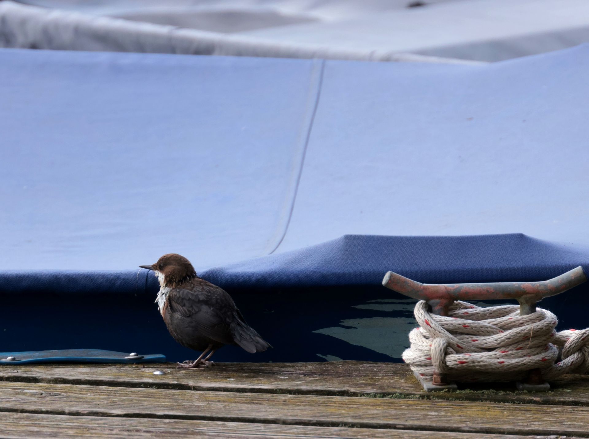 Ein kleiner Vogel steht auf einem Dock neben einer Bootsabdeckung