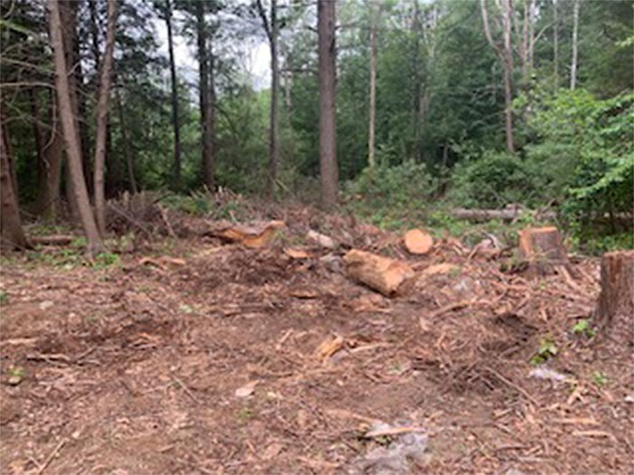 Land Full of Tree Chunks