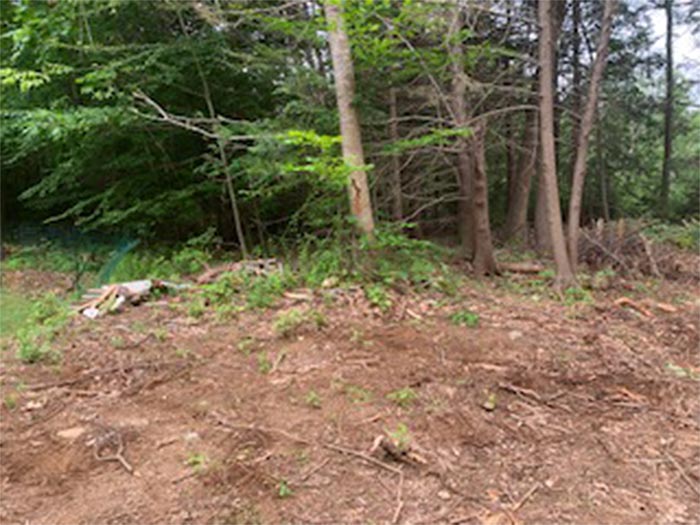 Tree Stumps