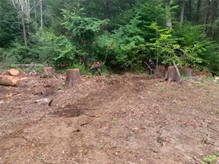 Worker Cutting Trees