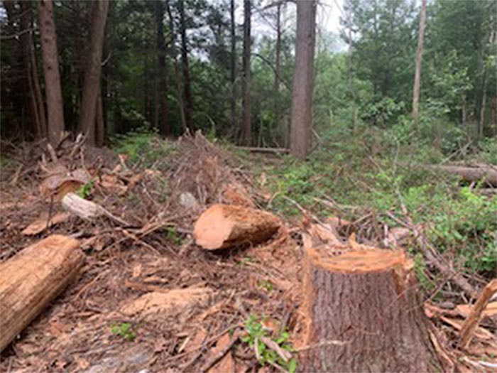 Tree Stump
